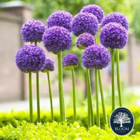 Allium