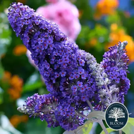 Liliac de Vara Parfumat (Buddleja)