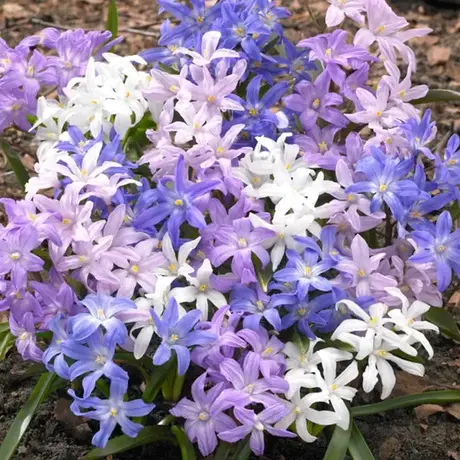 Chionodoxa