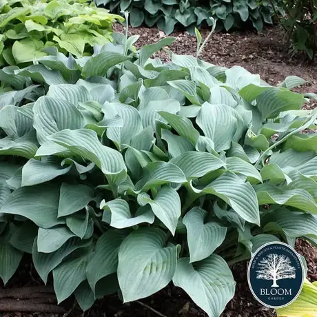 Crin de Toamna (Hosta)