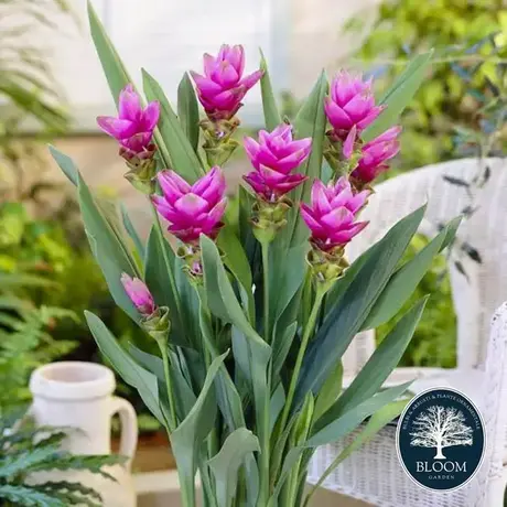 Curcuma Orhideea