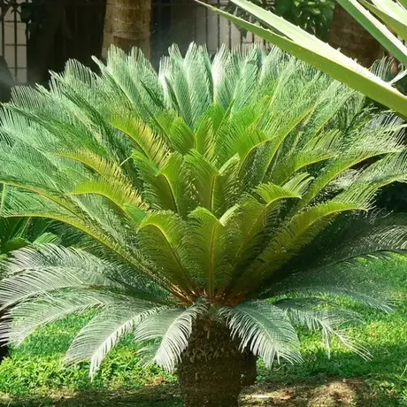 Cycas