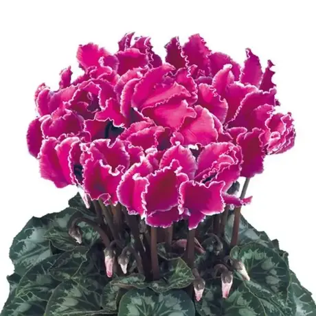 Cyclamen