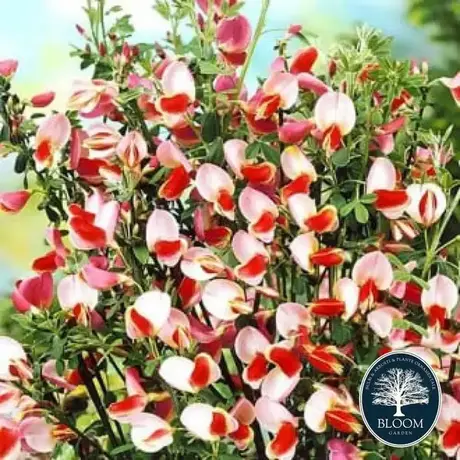 Cytisus