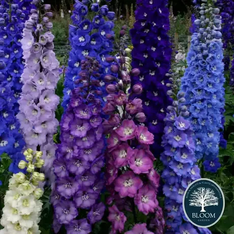 Delphinium