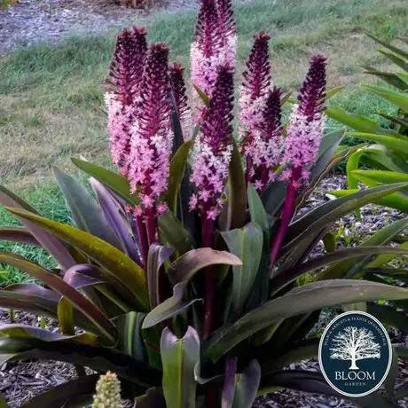 Eucomis