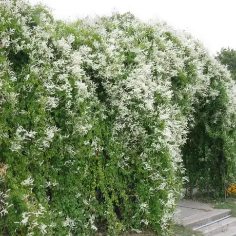 Fallopia Aubertii