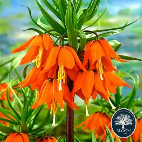 Fritillaria