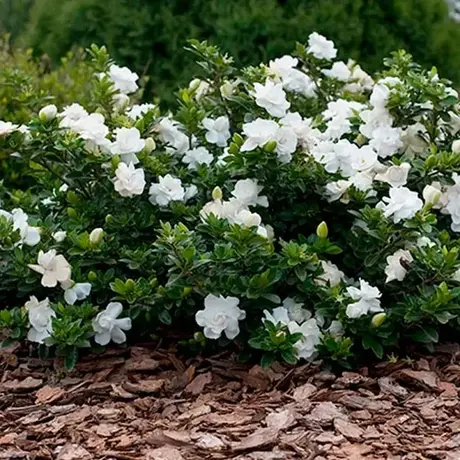 Gardenia