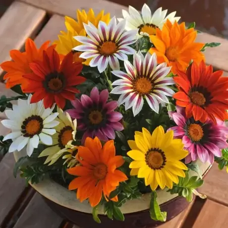 Gazania