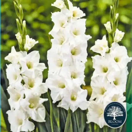 Gladiole Gigant