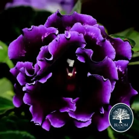 Gloxinia