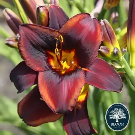 Hemerocallis