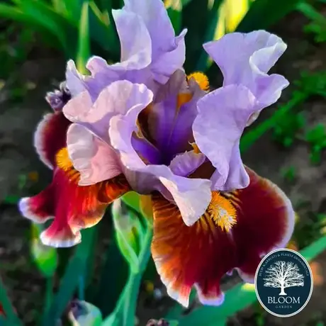 Iris Germanica Pitic