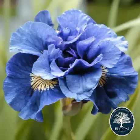 Iris Siberian