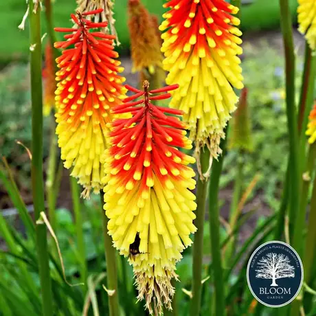 Kniphofia