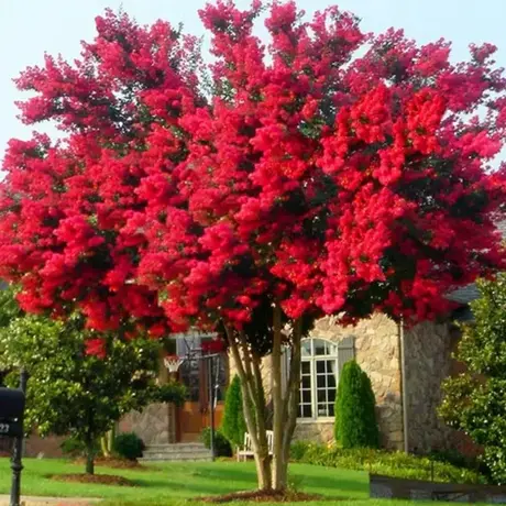 Lagerstroemia Indica