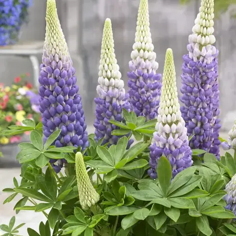 Lupinus