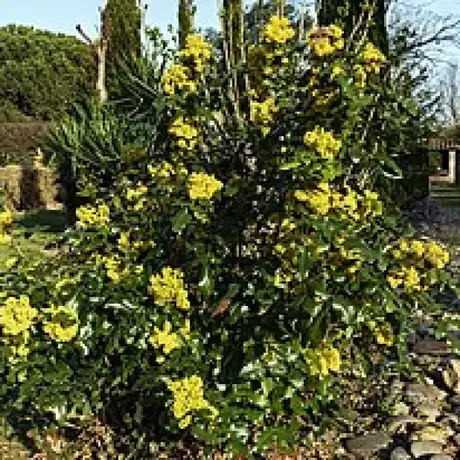 Mahonia