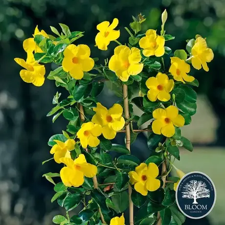 Mandevilla