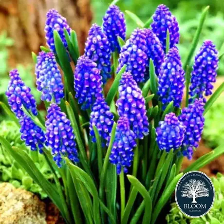 Muscari