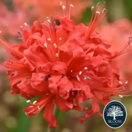 Nerine