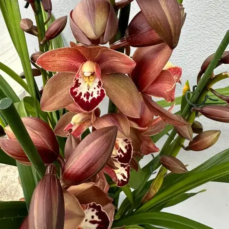 Orhidee Cymbidium