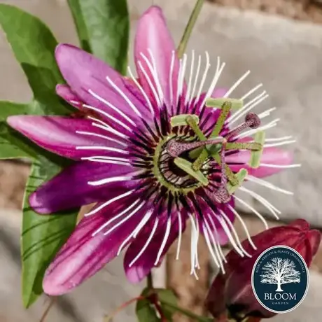 Passiflora