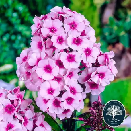 Phlox