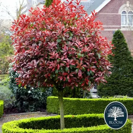 Photinia