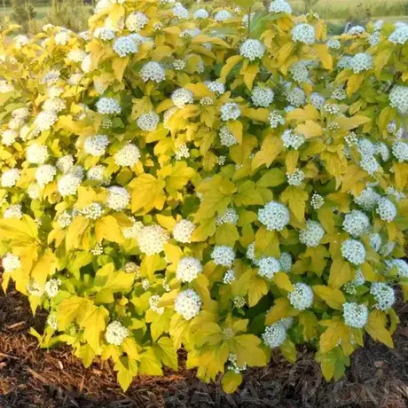 Physocarpus Opulifolius