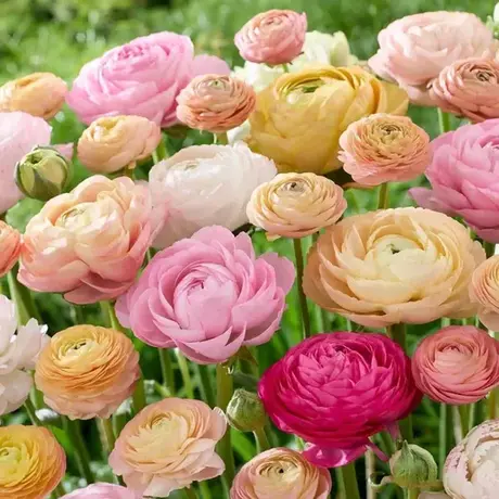 Ranunculus