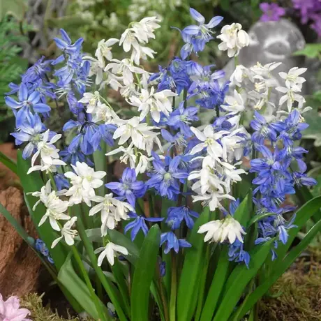 Scilla Siberica