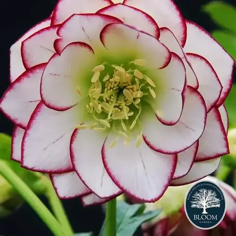 Helleborus (Spanz)