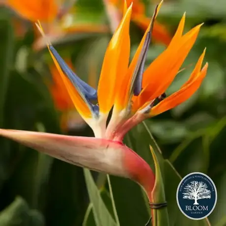 Strelitzia