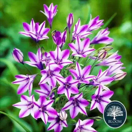 Triteleia