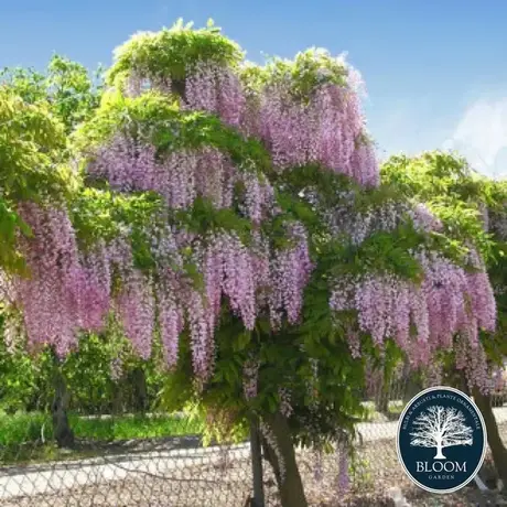 Wisteria