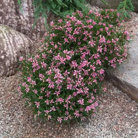 Andromeda Polifolia