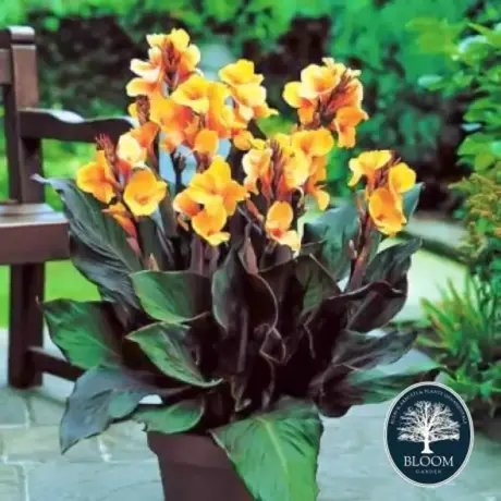 Canna Indica