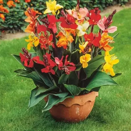 Canna Indica