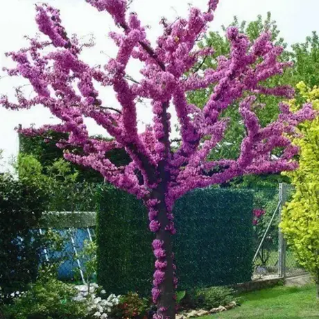 Cercis