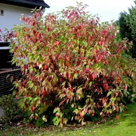 Cornus Alba Siberica