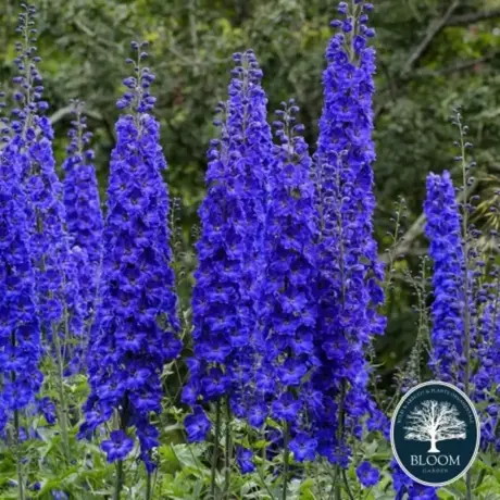 Delphinium