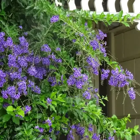 Duranta Erecta