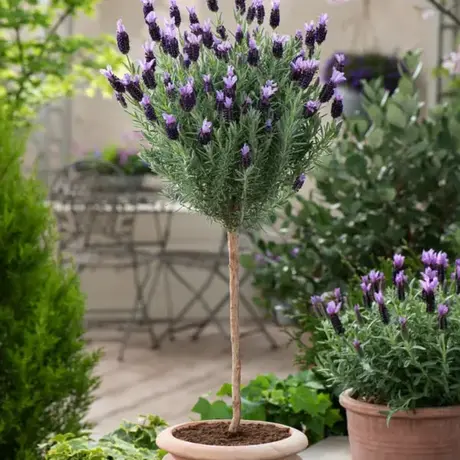 Lavanda Pomisor