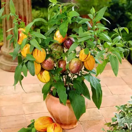 Solanum Muricatum