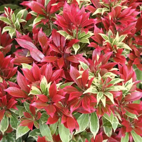 Pieris Japonica