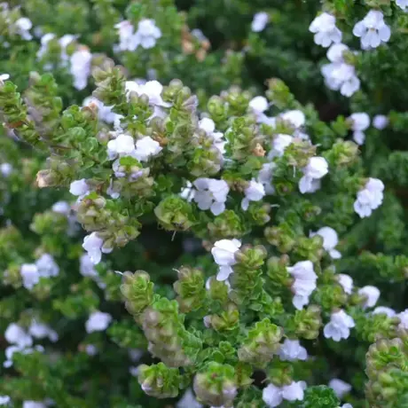 Prostanthera Cuneata