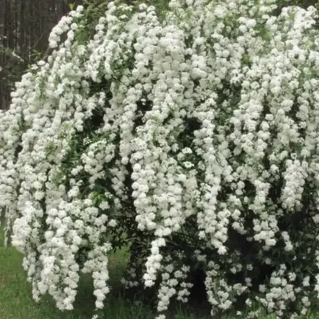 Spiraea