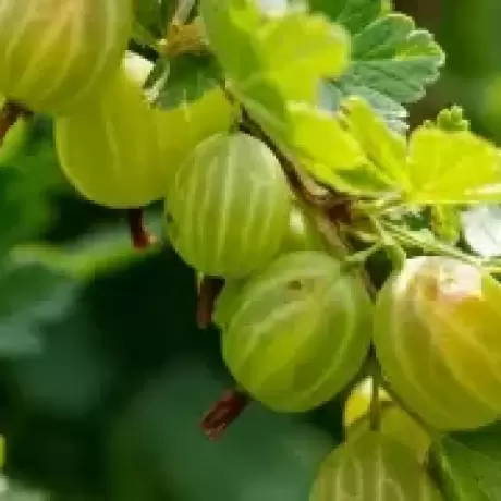 Arbust Fructifer - Agris Verde Tip Tufa - Cu Radacina Nuda